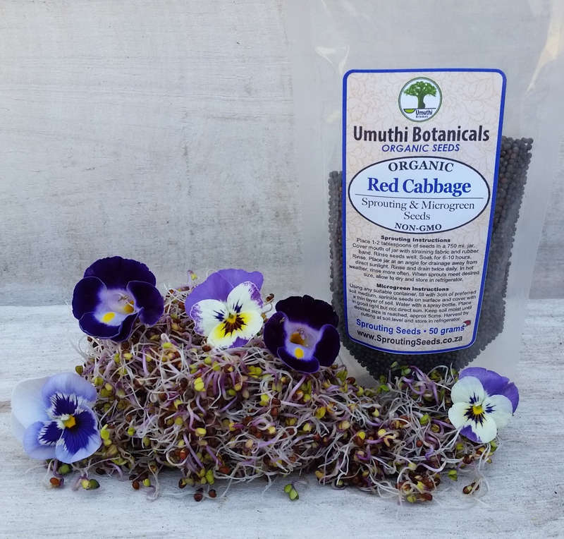 Organic Red Cabbage Sprouting Seeds - 50g