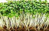 RED CLOVER SEEDS - Trifolium Pratense -  Natural & Untreated - Microgreens