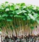 ROCKET SEED - Natural & Untreated - MIcrogreens
