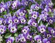 VIOLA SORBET DELFT BLUE -Seeds Untreated Edible flowers - 50 seeds