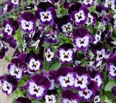 VIOLA SORBET PURPLE FACE XP- Seeds Untreated Edible flowers - 50 seeds