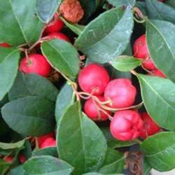 WINTERGREEN OIL - Gaultheria procumbens - 100ml