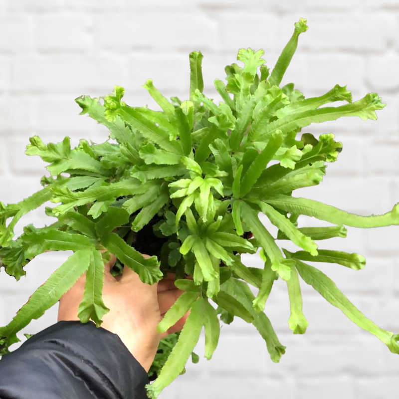 Birds Foot Fern - 12cm Nursery Pot