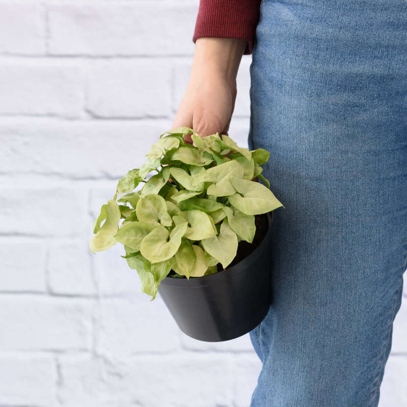 Arrowhead Plant - Pixie - 14cm Nursery Pot