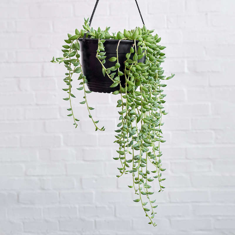 String of Beads