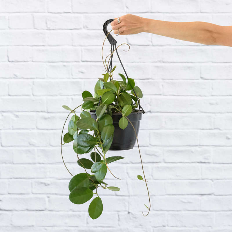 Hoya Australis - in 20cm Hanging Nursery Pot