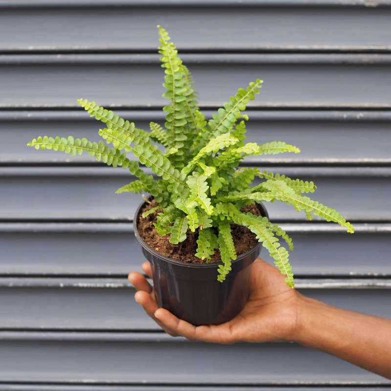 Lemon Button Fern