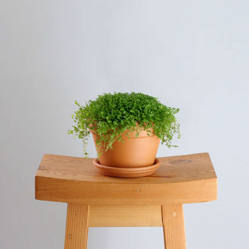 Peace in the Home - (Large) - 17cm Azalea Terracotta and Tray