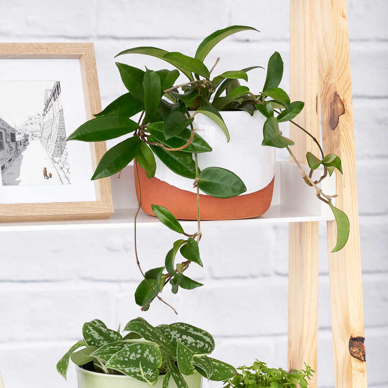 Hoya Carnosa - 17cm Azalea Terracotta pot with drip tray