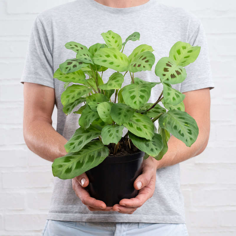 Prayer Plant - Kerchoveana