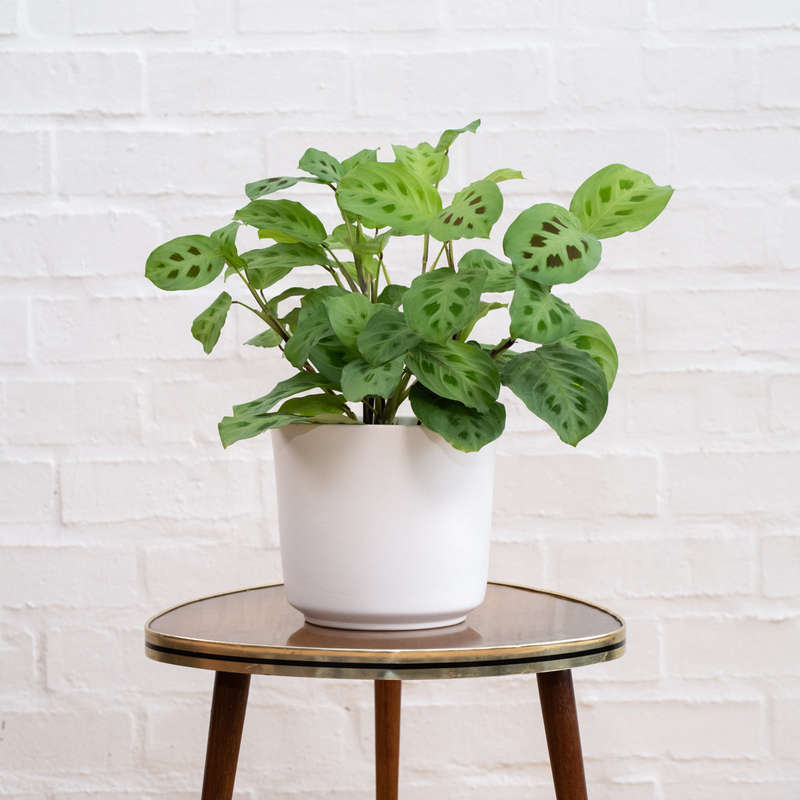 Prayer Plant - Kerchoveana