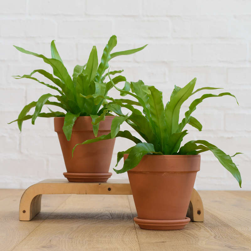 Birds Nest Fern - 12cm