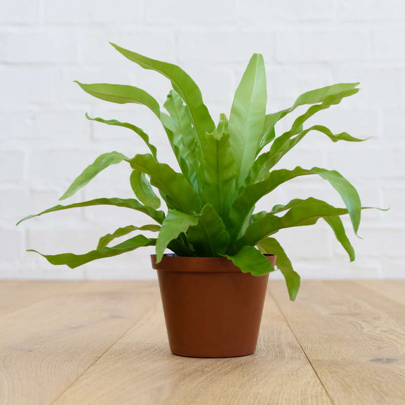 Birds Nest Fern - 12cm