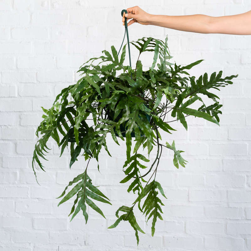 Kangaroo Fern - Large - 20cm Hanging Basket