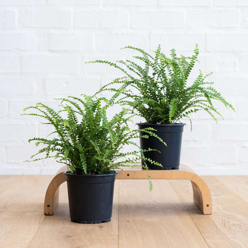 Lemon Button Fern