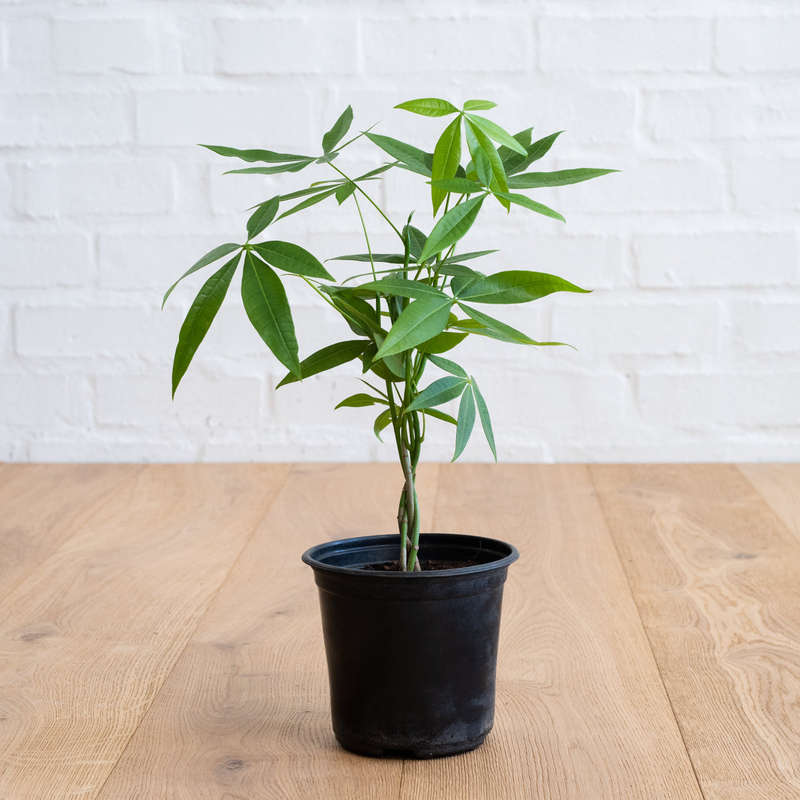 Chinese Money Tree