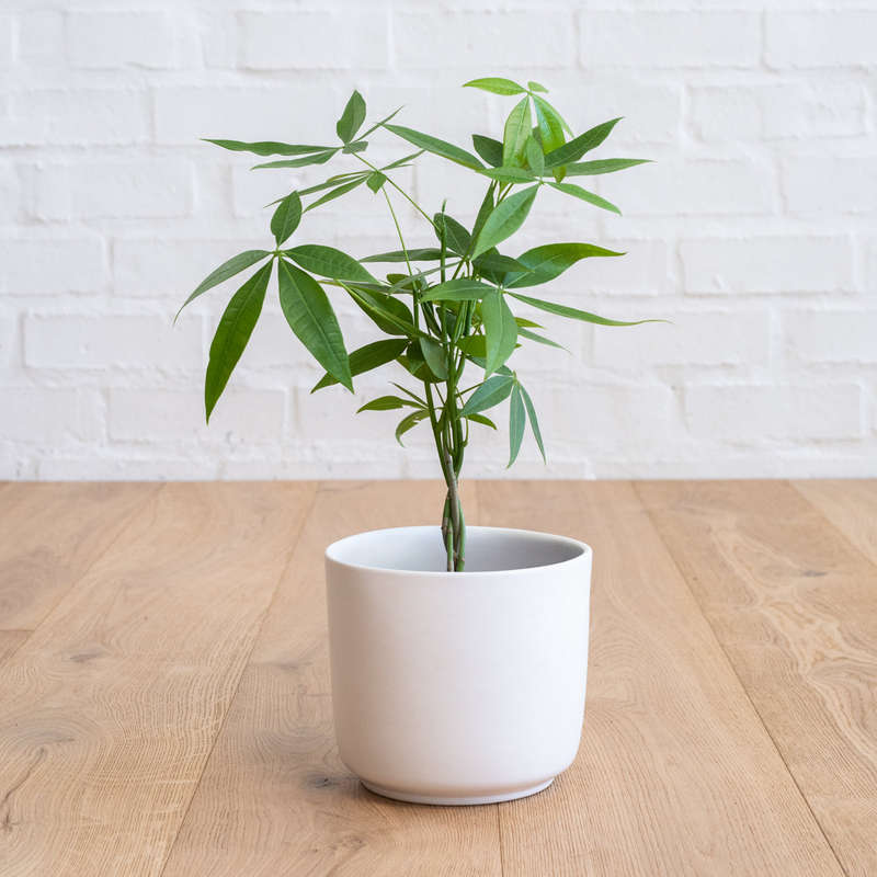 Chinese Money Tree