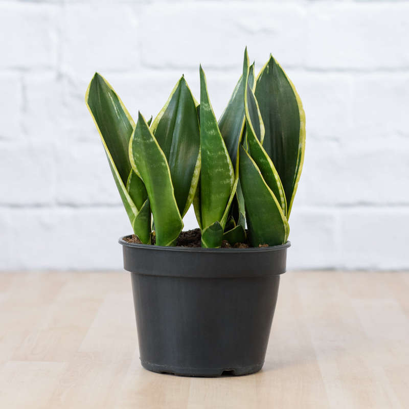 Mother in Law's Tongue - Black Gold - in 17cm Nursery Pot