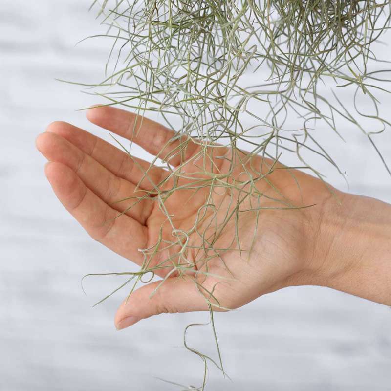 Spanish Moss