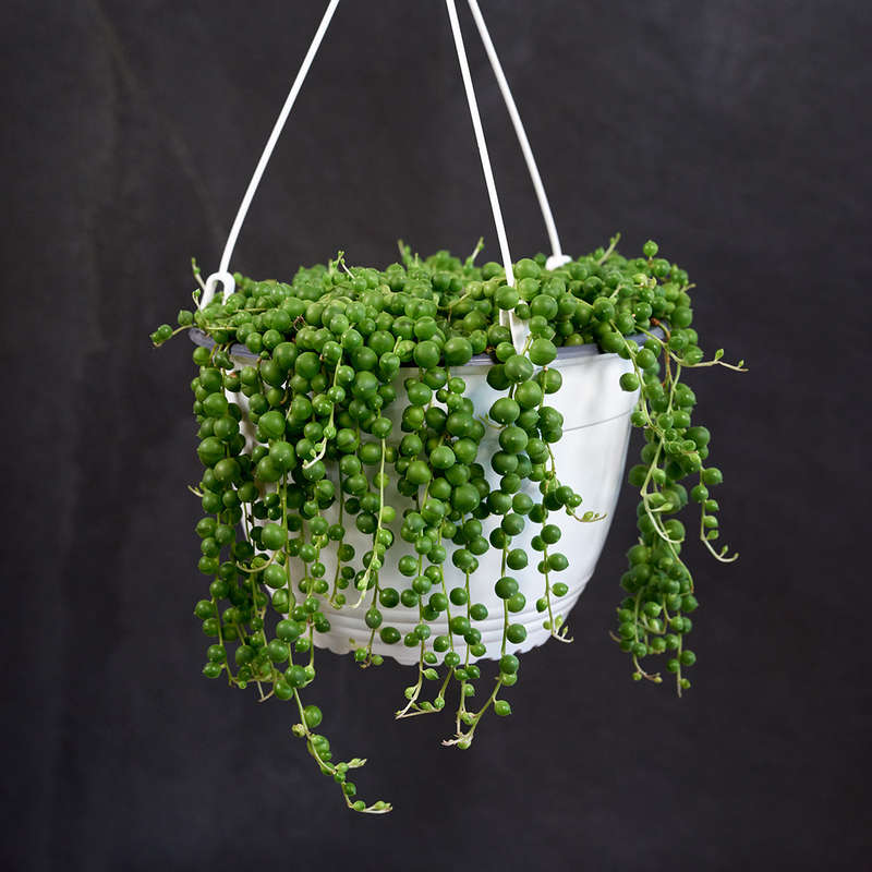 String of Pearls - LARGE - 20cm hanging nursery pot