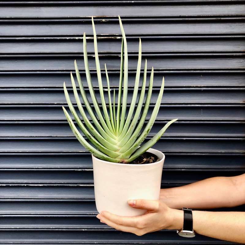 Fan Aloe - in 15cm Nursery Pot