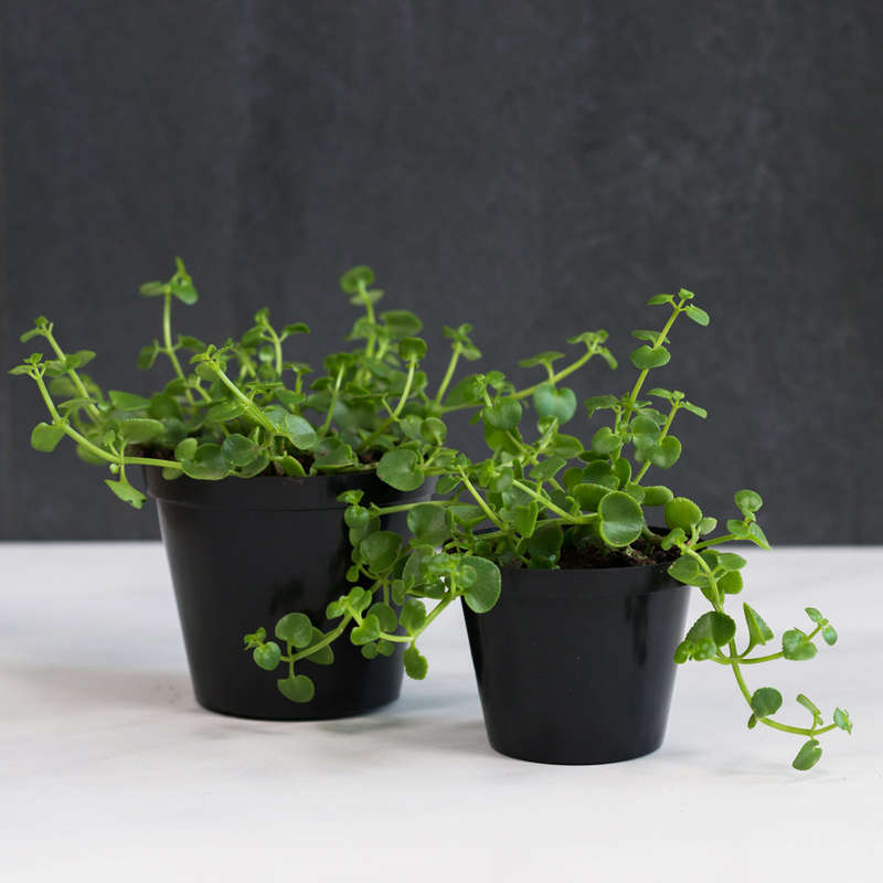 Dainty Crassula - 12cm Nursery Pot