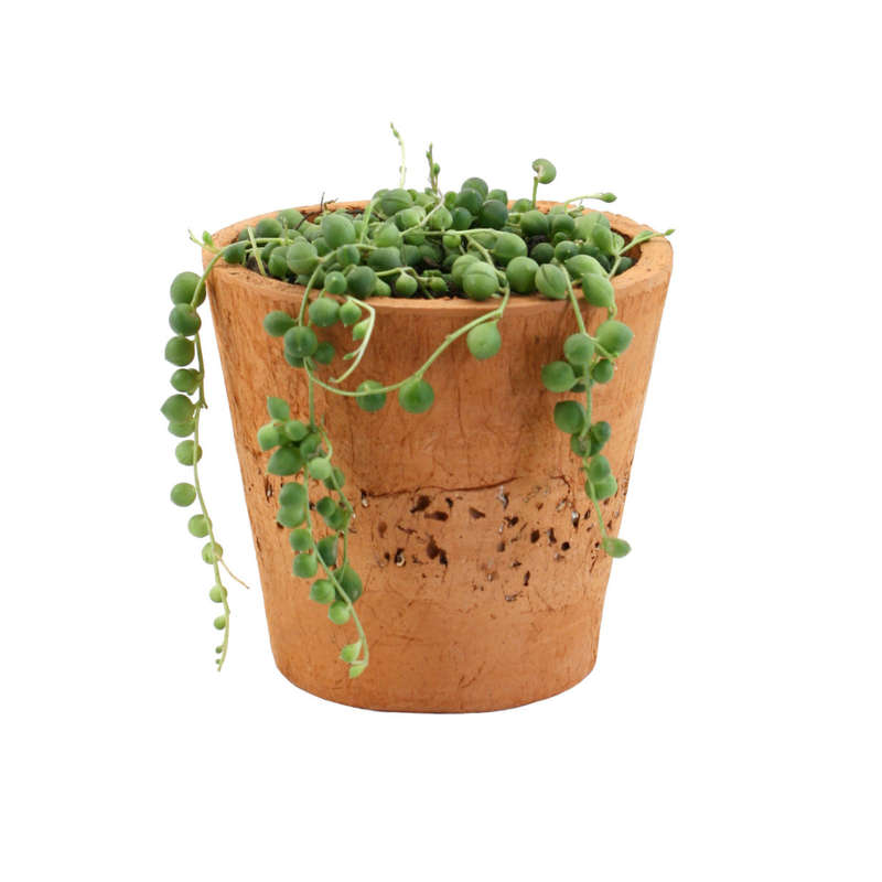 String of Pearls in Terracotta