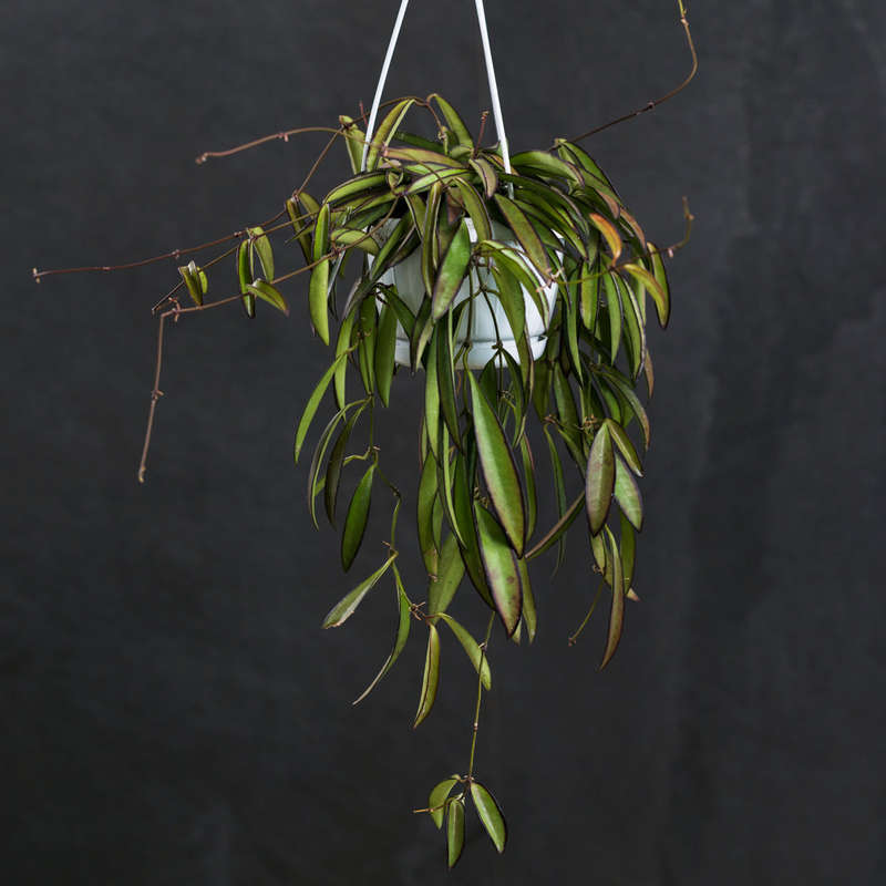 Hoya Wayetii