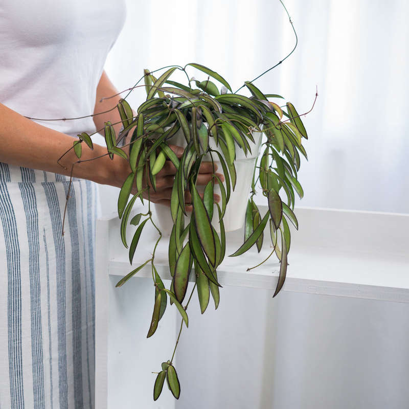 Hoya Wayetii