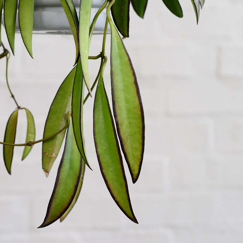 Hoya Wayetii