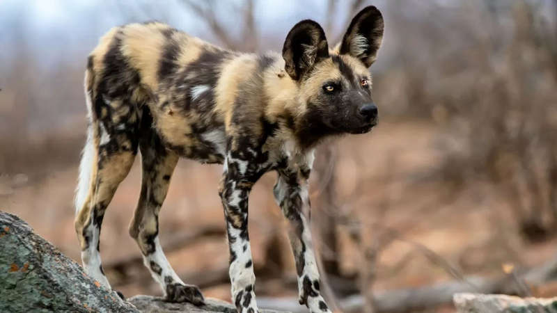 African Wild Dog Bronze Sculpture