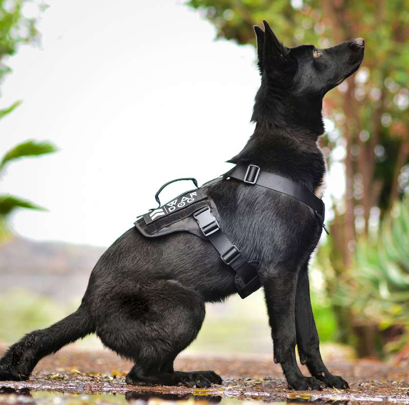 War Dog Arrow Harness