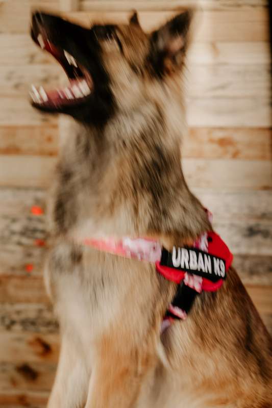 WD Pets Urban Adventurer Harness