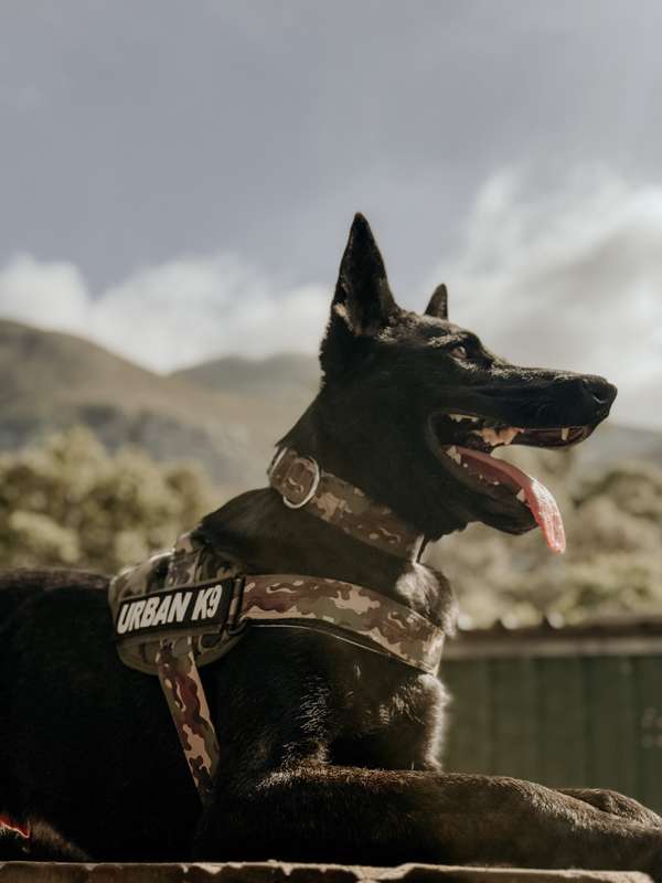 WD Urban K9 Collar