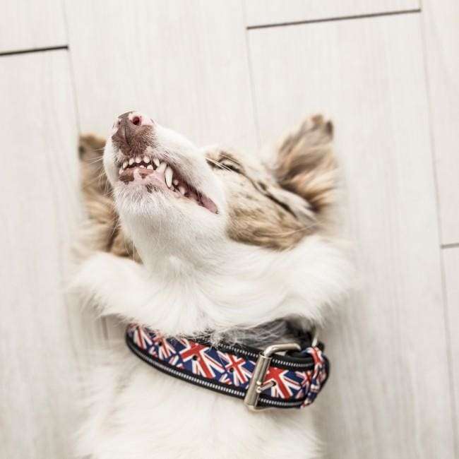 Julius K-9 Collar - Union Jack