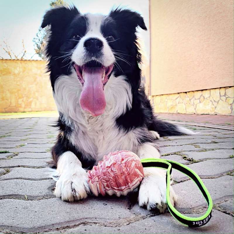 Julius K-9 Duo Play Ball
