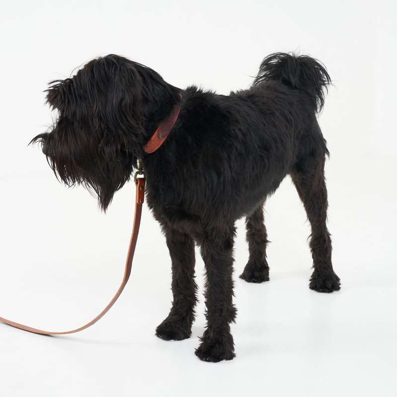 Leather Dog Collar