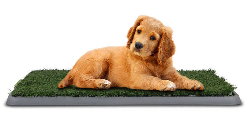 Dog Toilet - Large