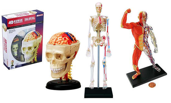 Human Anatomy x 3 Models Pack starter kit
