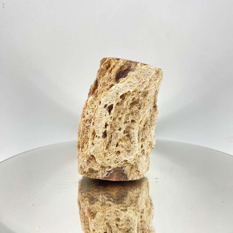 Petrified Wood