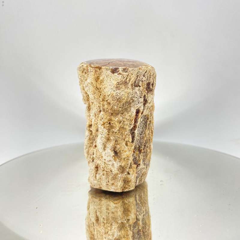 Petrified Wood