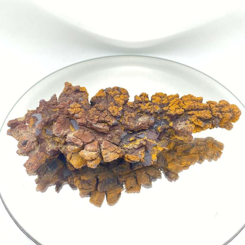 Coprolite- Fossilised Dinosaur Poop