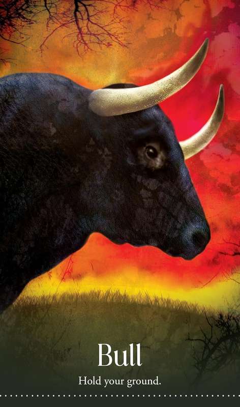 Wild Dreams Animal Oracle by Kelly Sullivan Walden