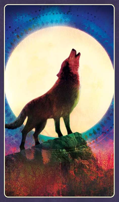 Wild Dreams Animal Oracle by Kelly Sullivan Walden