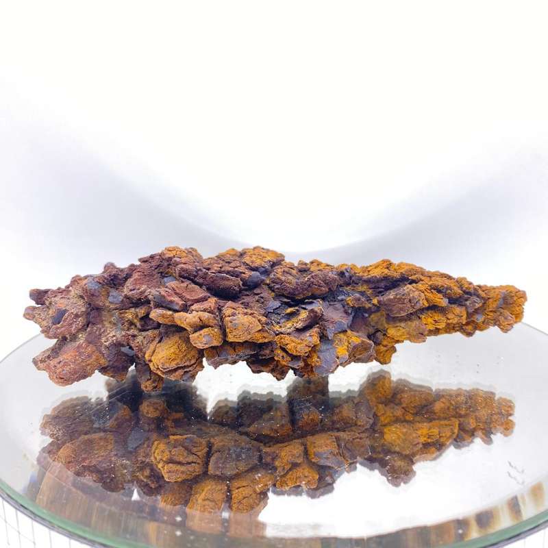Coprolite- Fossilised Dinosaur Poop