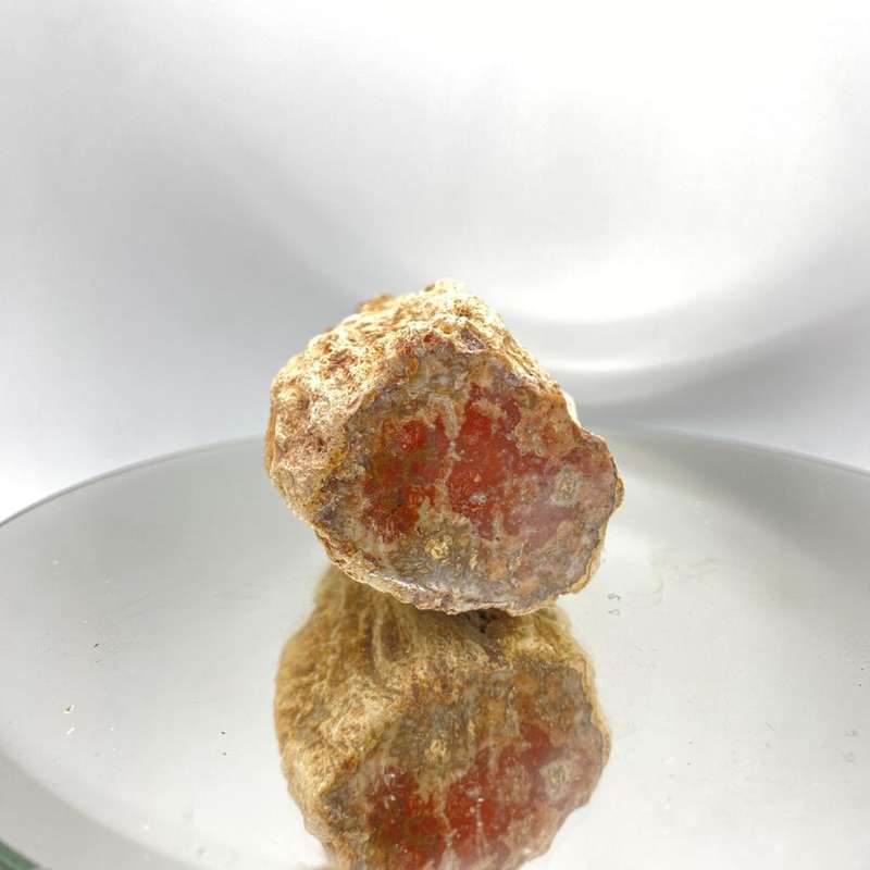 Petrified Wood