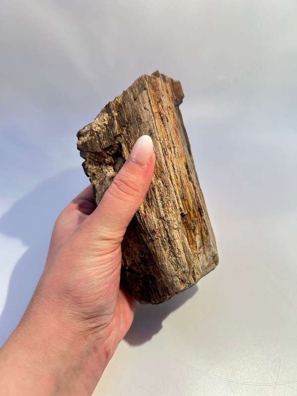 Petrified Wood