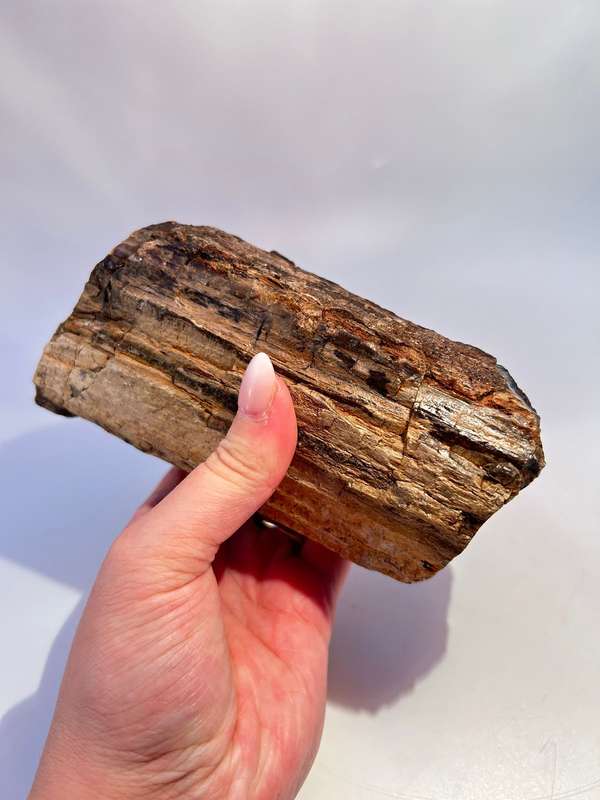 Petrified Wood