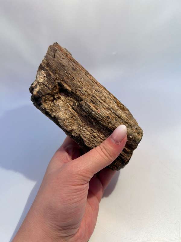 Petrified Wood