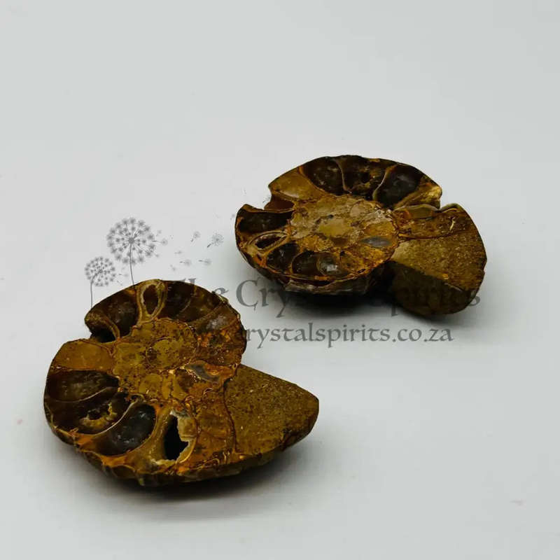 Ammonite Pair
